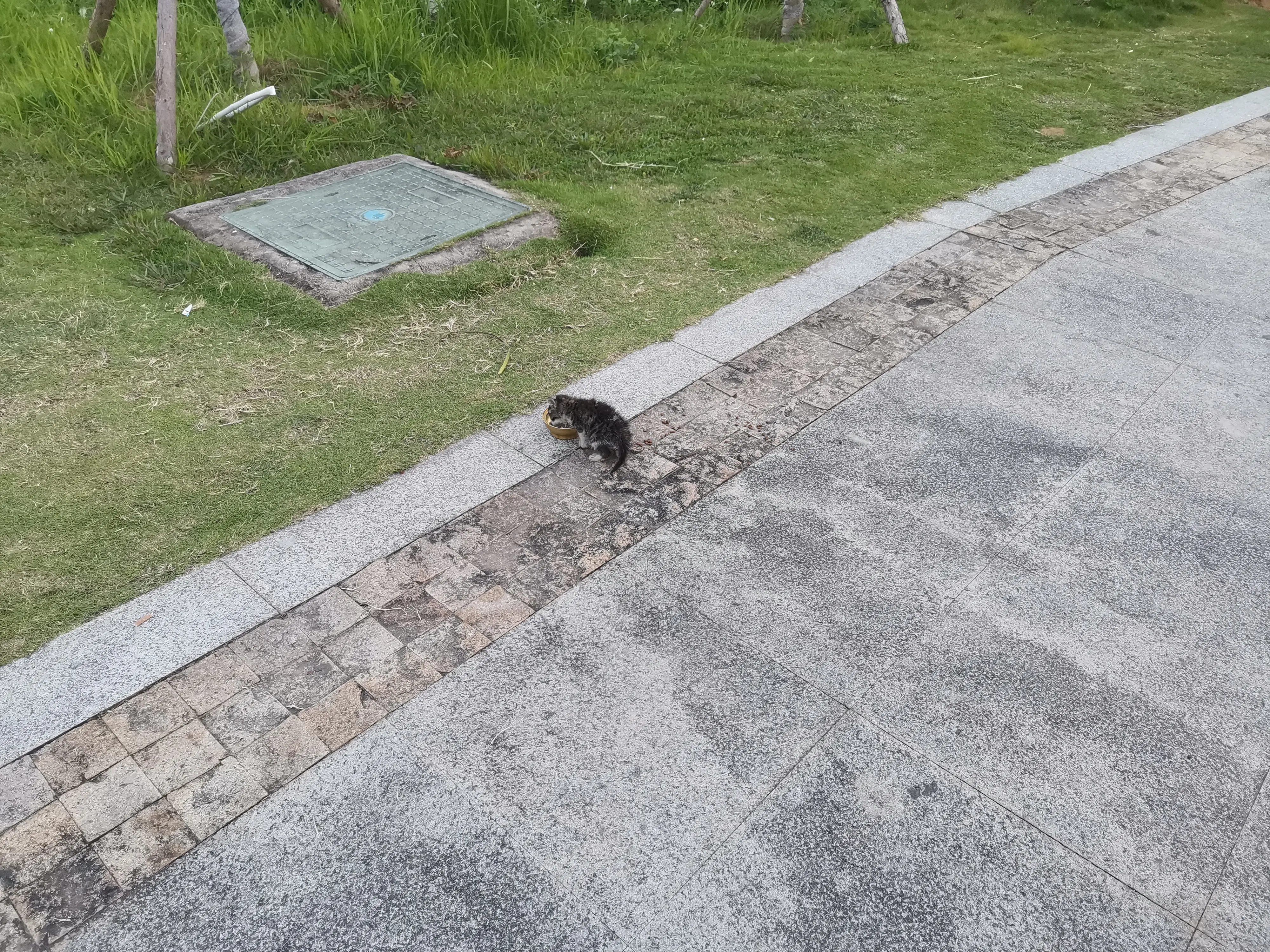 野猫.webp 野猫.webp